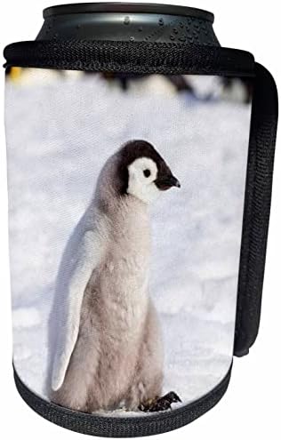 3дроза Антарктикот, Снег хил. Портрет на императорски пингвин. - Може Ли Поладно Шише Заврши